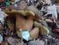 Bronzos vargánya (Boletus aereus), Őrség